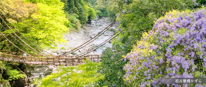 祖谷溪‧葛藤橋